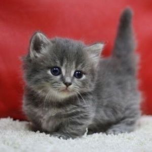 Meet your Posher, Bella